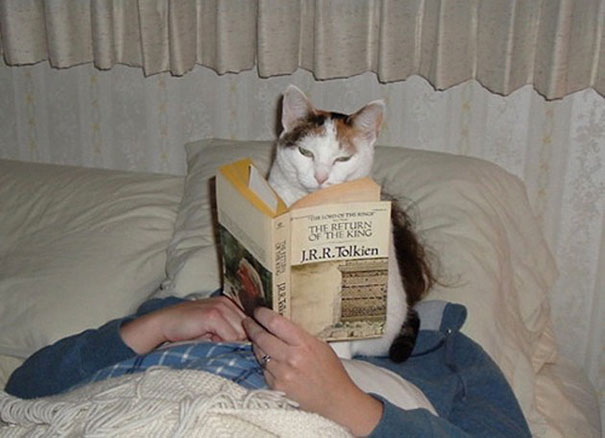 gatos-ajenos-espacio-personal (9)