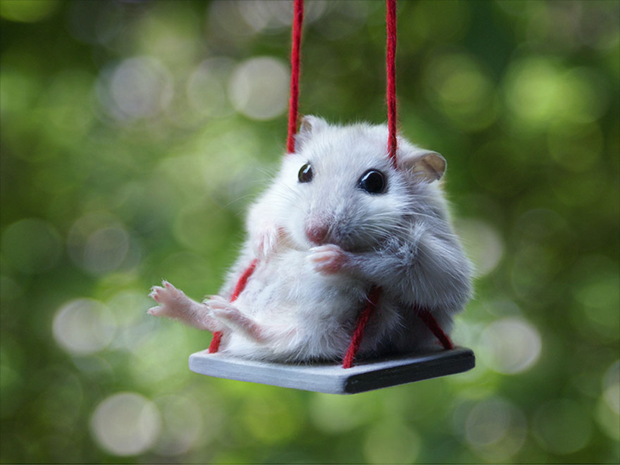 hamsters-adorables (10)
