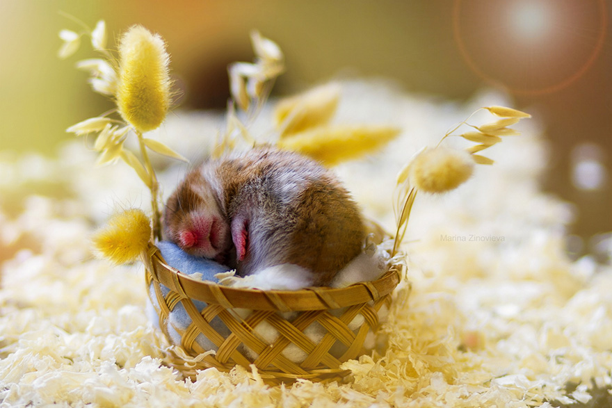 hamsters-adorables (11)