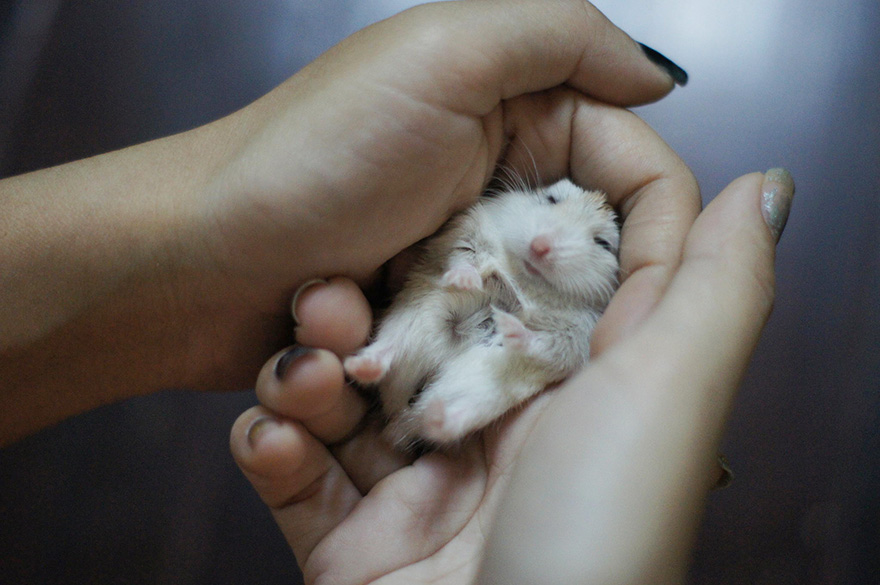 hamsters-adorables (12)