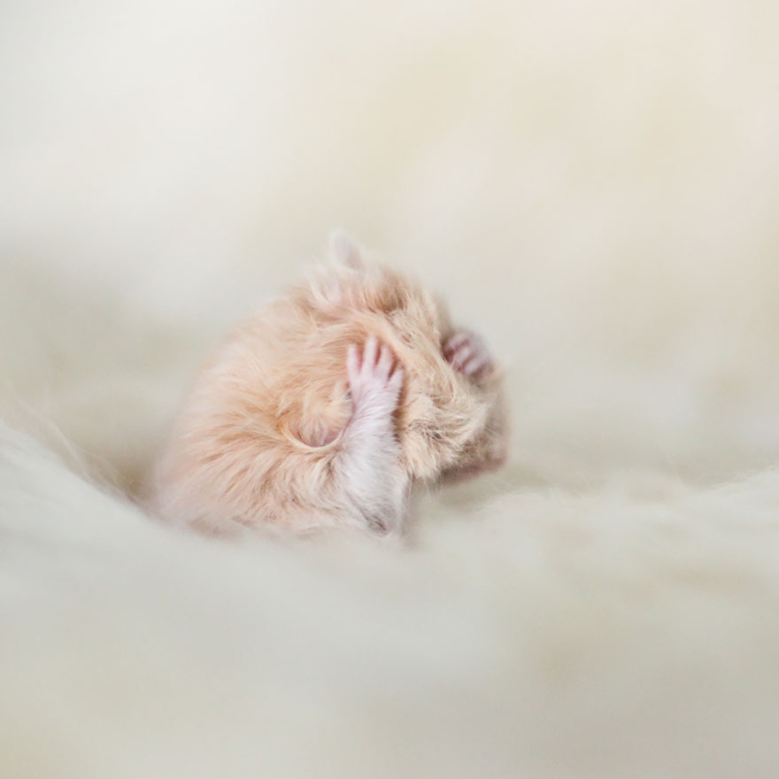 hamsters-adorables (13)