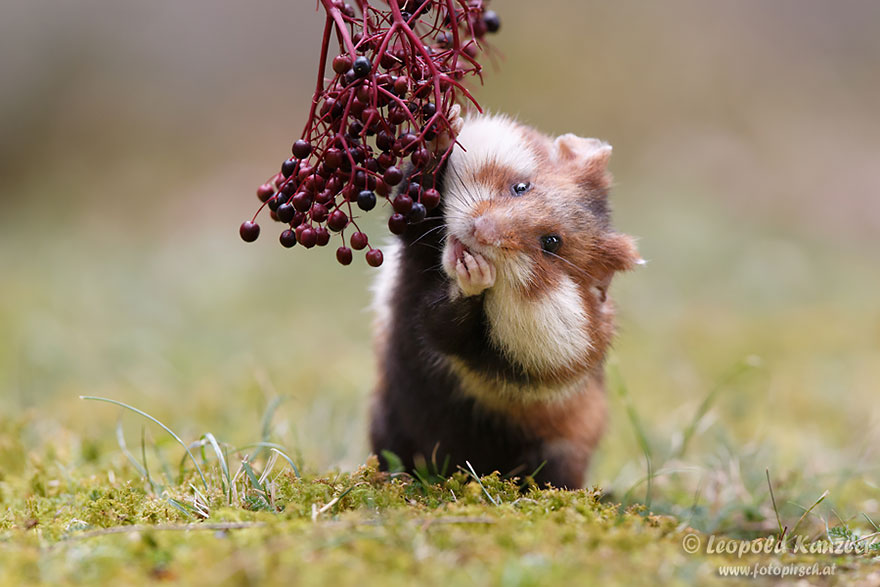 hamsters-adorables (15)