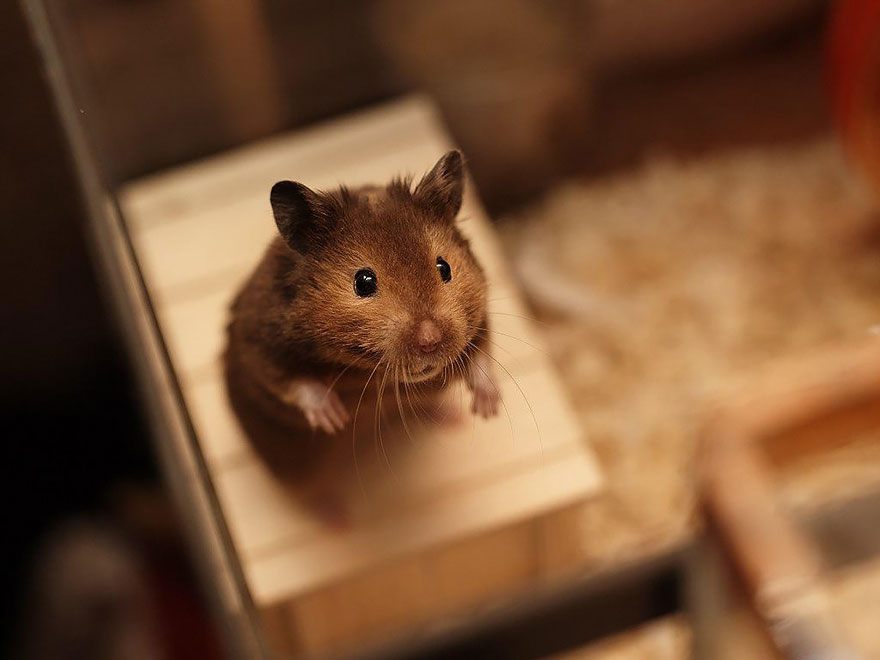 hamsters-adorables (2)