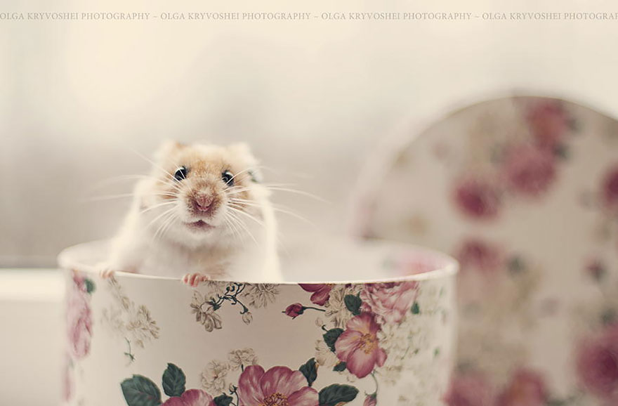 hamsters-adorables (3)