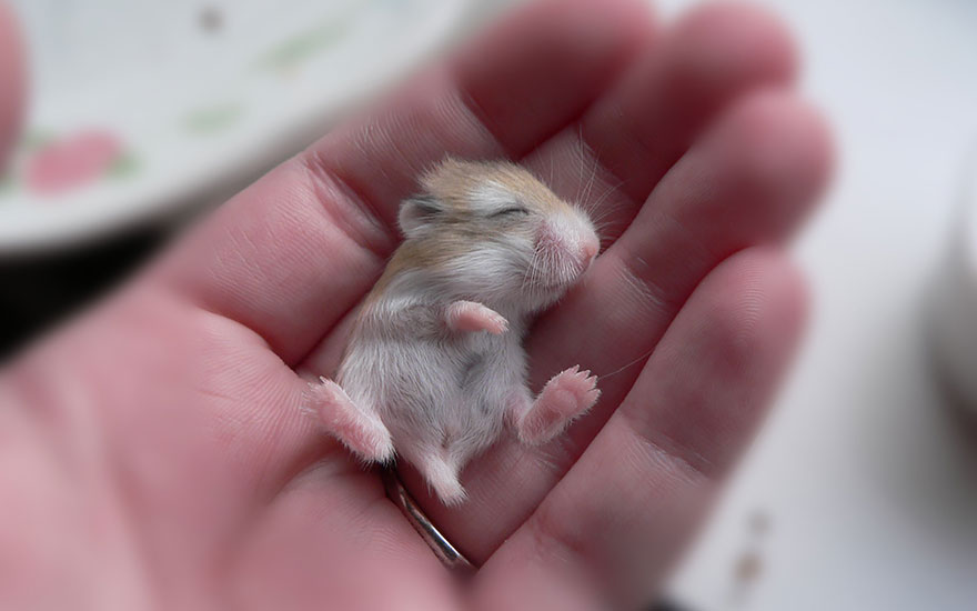 hamsters-adorables (4)