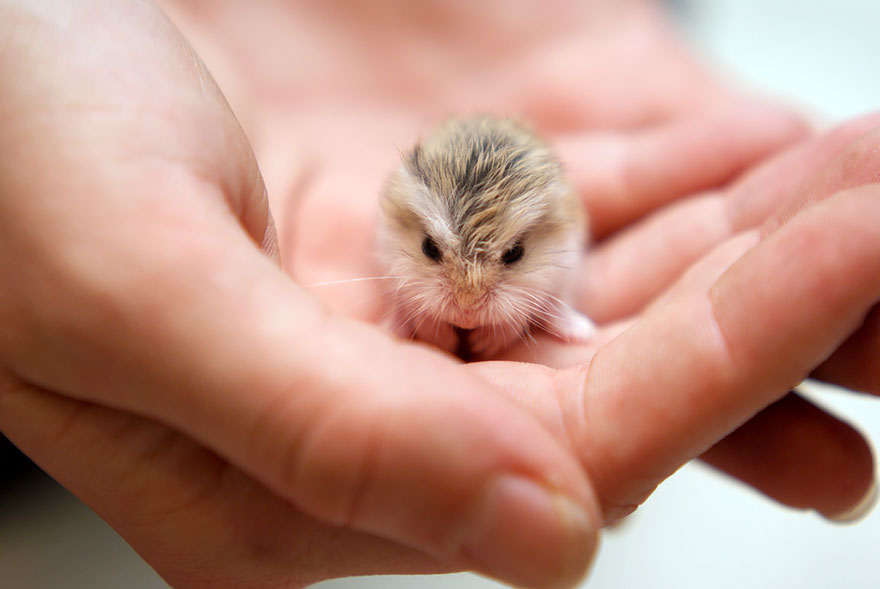 hamsters-adorables (5)