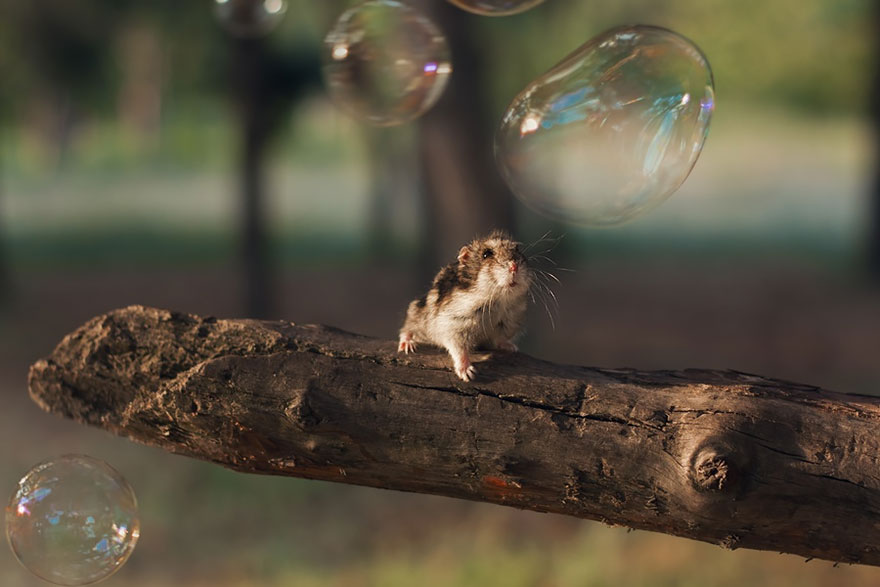 hamsters-adorables (6)