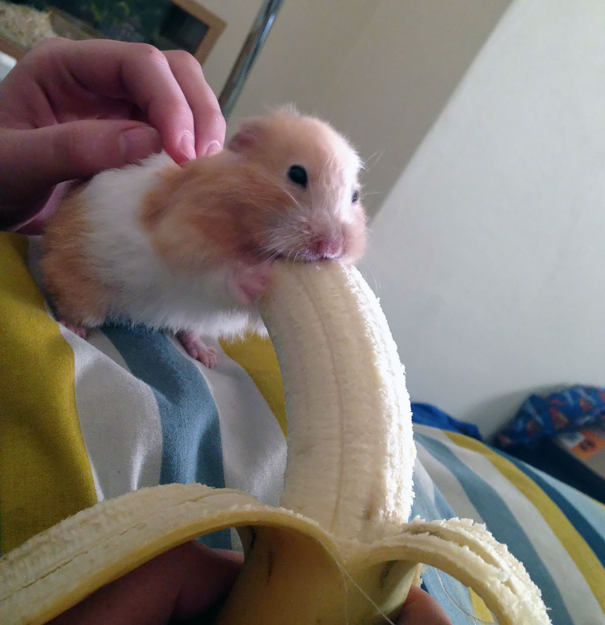 hamsters-adorables (8)
