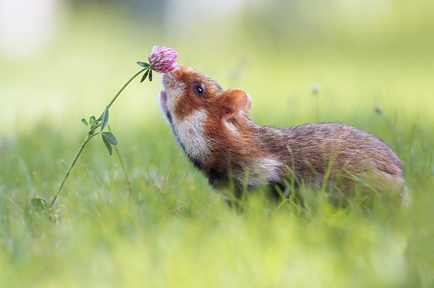 hamsters-adorables (9)