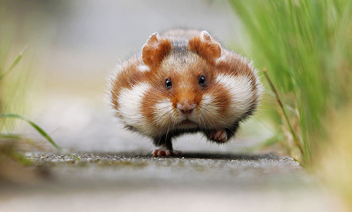 15 Adorables hámsters causando sobrecargas de ternura