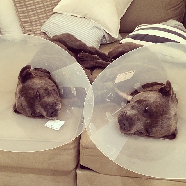 hermanos-perros-bull-terriers-blueboys-instagram (1)