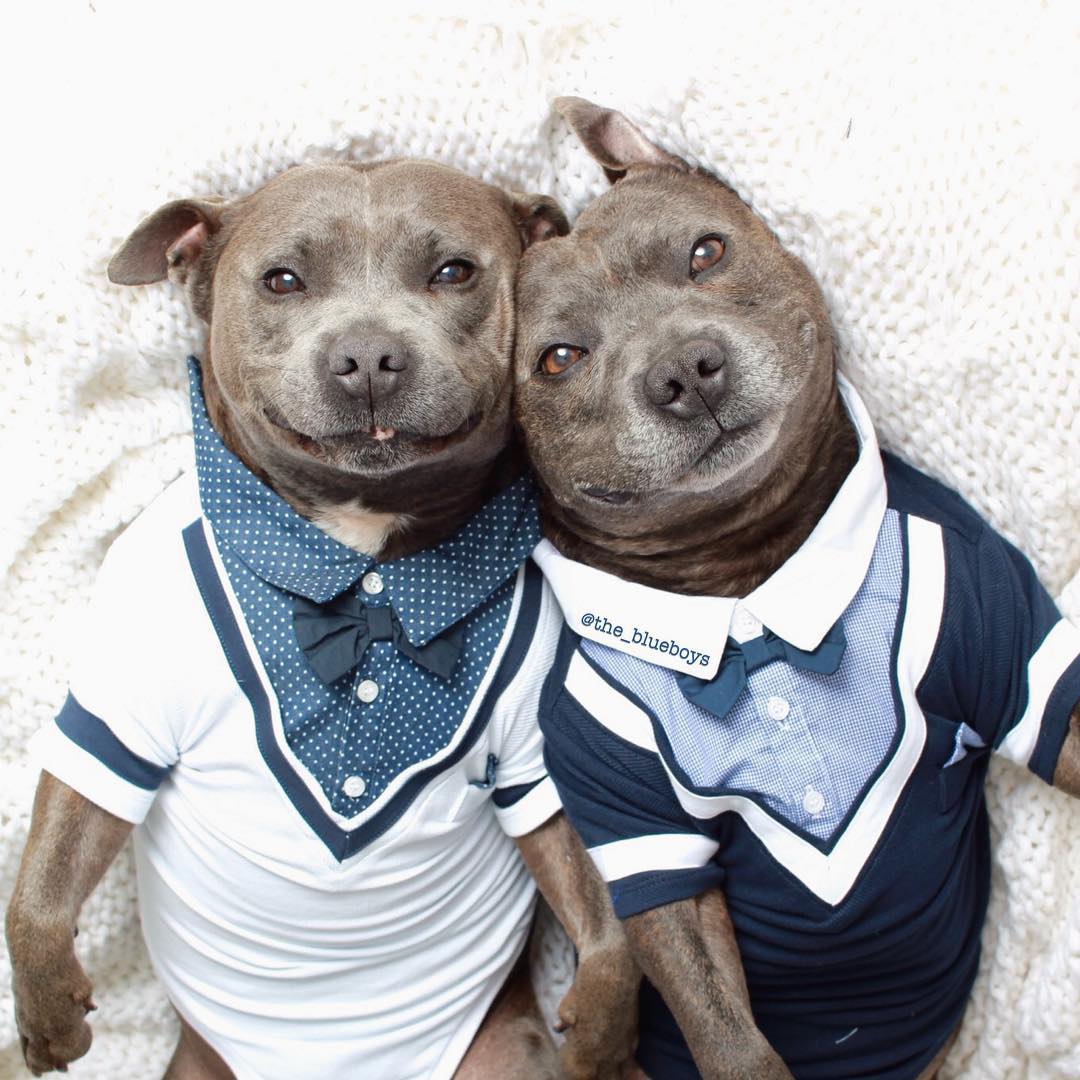 hermanos-perros-bull-terriers-blueboys-instagram (10)