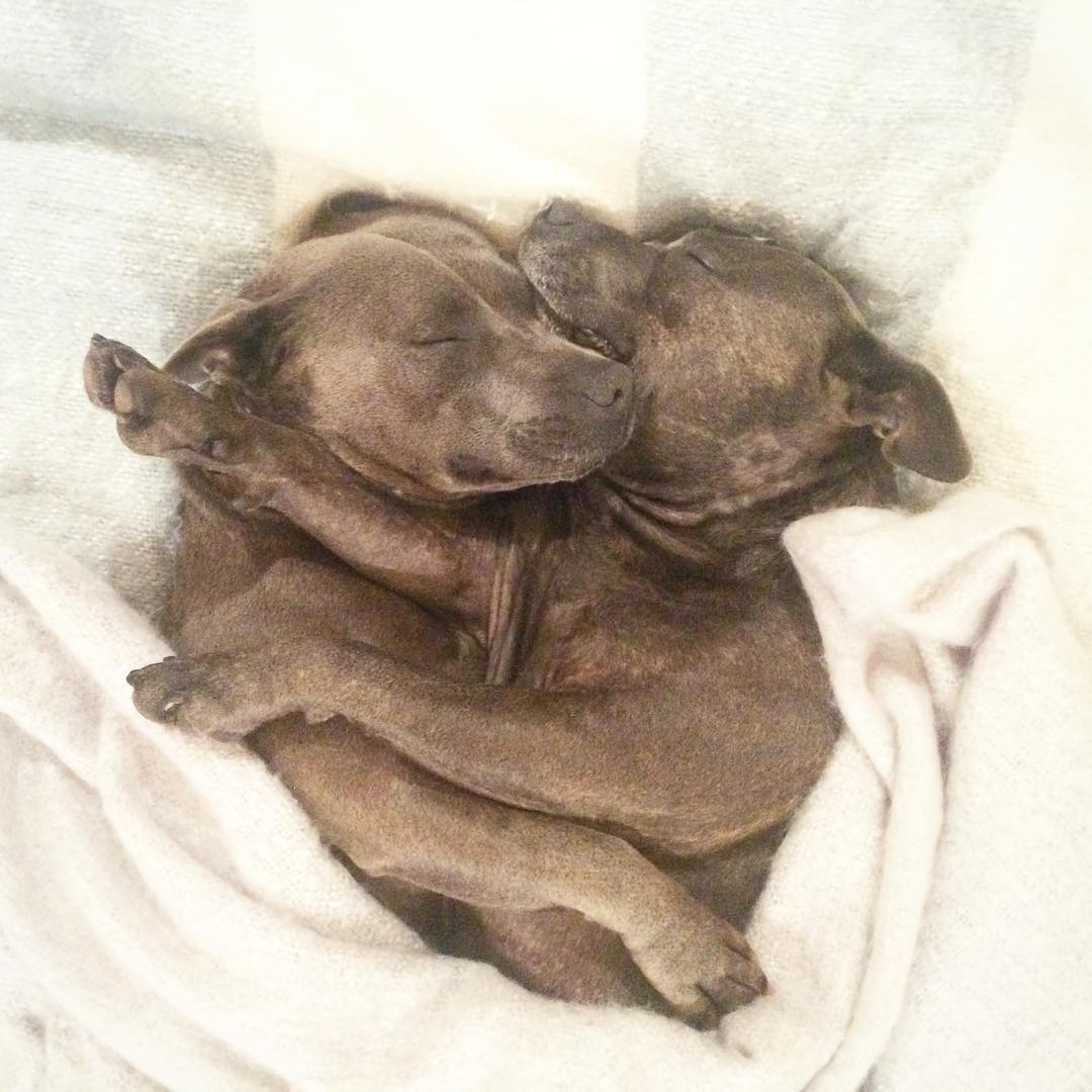 hermanos-perros-bull-terriers-blueboys-instagram (12)