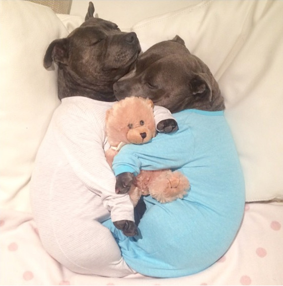 hermanos-perros-bull-terriers-blueboys-instagram (13)