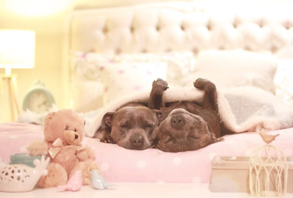 hermanos-perros-bull-terriers-blueboys-instagram (15)