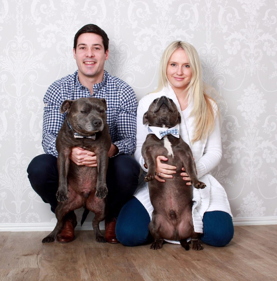 hermanos-perros-bull-terriers-blueboys-instagram (16)