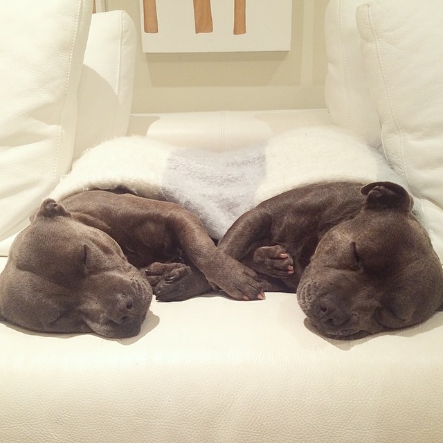 hermanos-perros-bull-terriers-blueboys-instagram (2)
