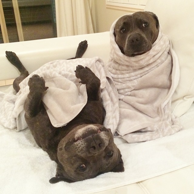 hermanos-perros-bull-terriers-blueboys-instagram (3)