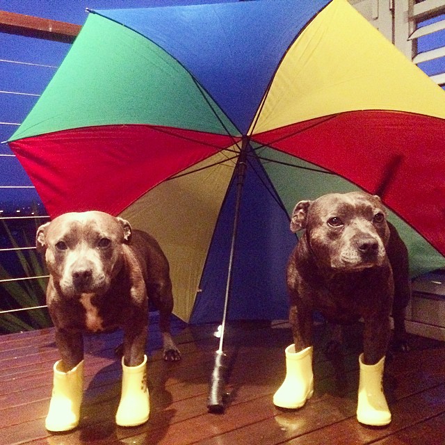 hermanos-perros-bull-terriers-blueboys-instagram (4)