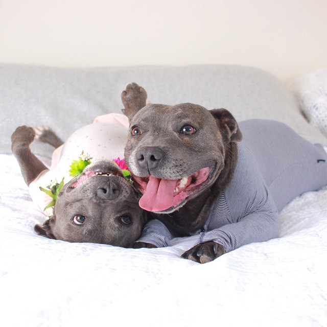 hermanos-perros-bull-terriers-blueboys-instagram (5)