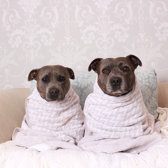 hermanos-perros-bull-terriers-blueboys-instagram (6)
