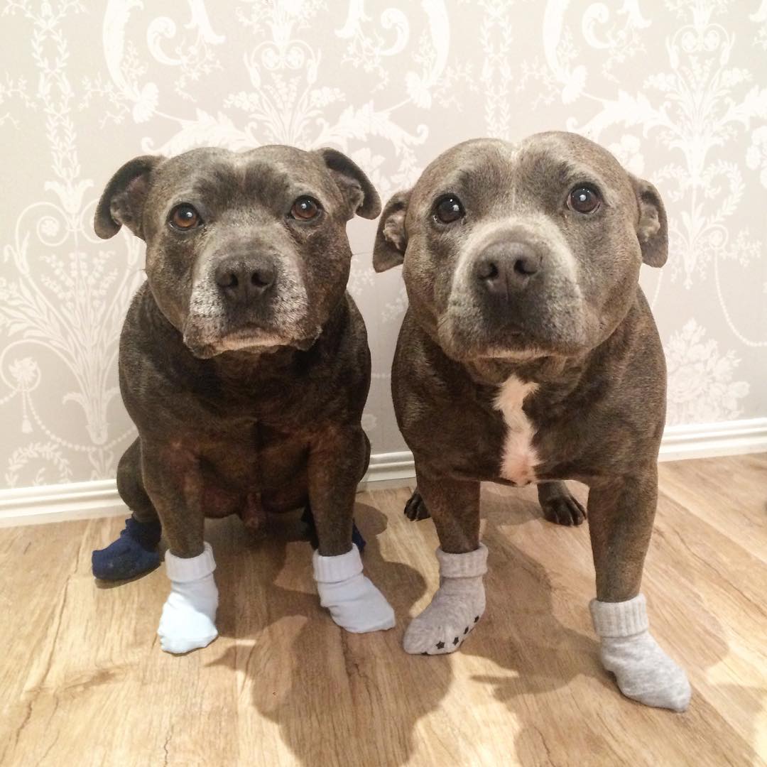 hermanos-perros-bull-terriers-blueboys-instagram (7)