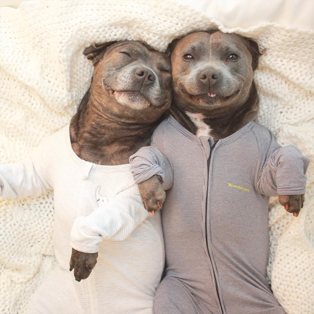 hermanos-perros-bull-terriers-blueboys-instagram (8)