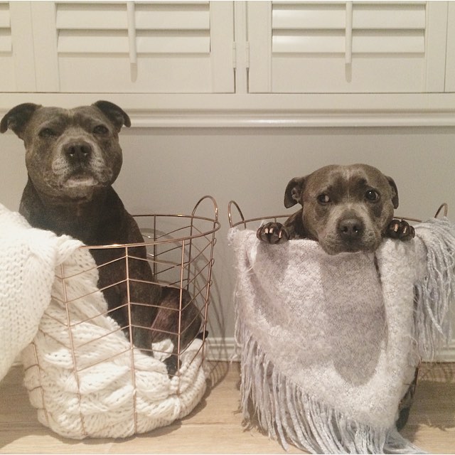hermanos-perros-bull-terriers-blueboys-instagram (9)