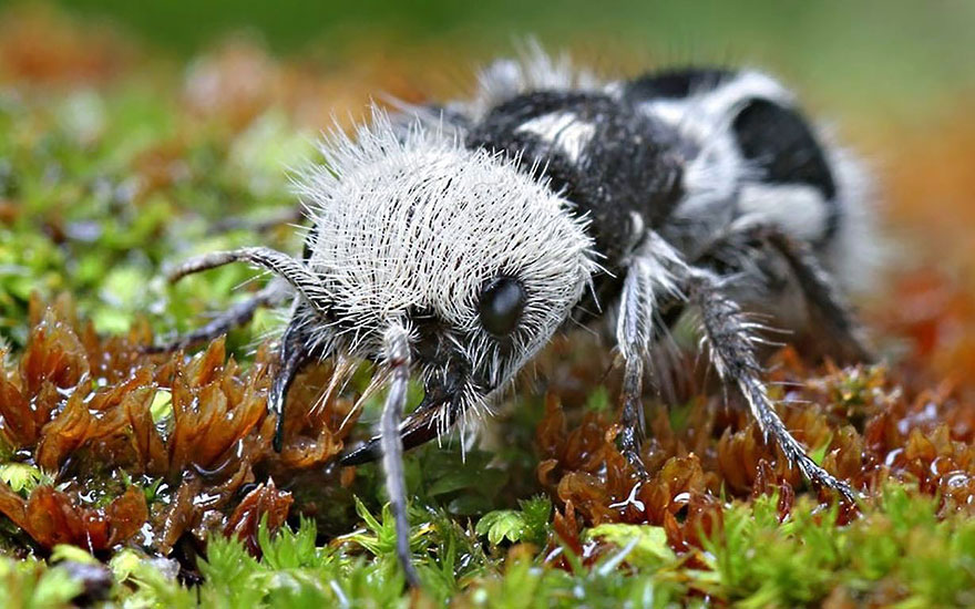 hormiga-panda-euspinolia-militaris (1)