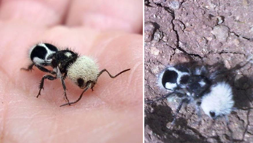 hormiga-panda-euspinolia-militaris (2)