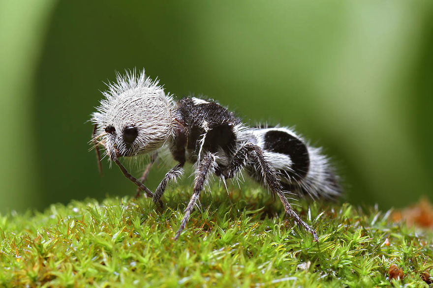 hormiga-panda-euspinolia-militaris (3)