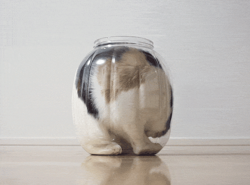 logica-gatos-divertida-2 (1)