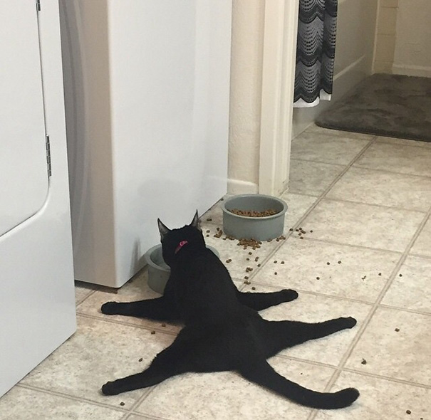 logica-gatos-divertida-2 (1)
