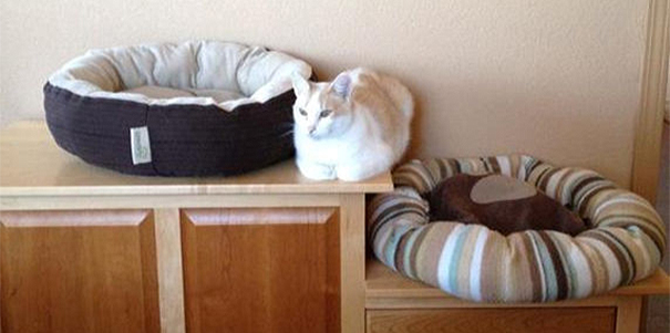 logica-gatos-divertida-2 (11)