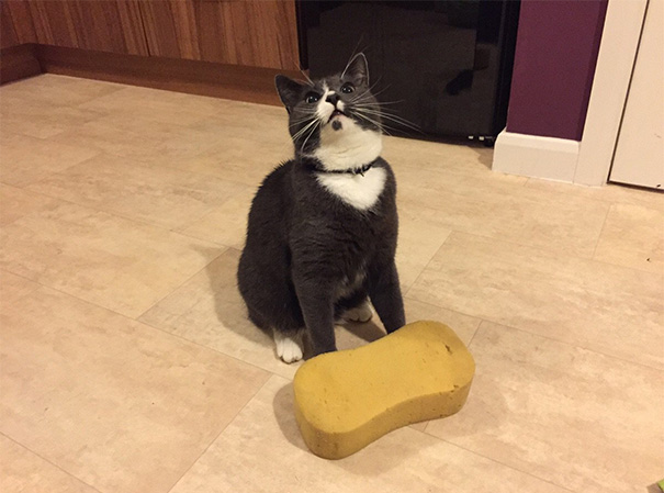 logica-gatos-divertida-2 (17)