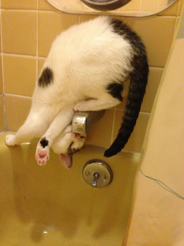 logica-gatos-divertida-2 (18)