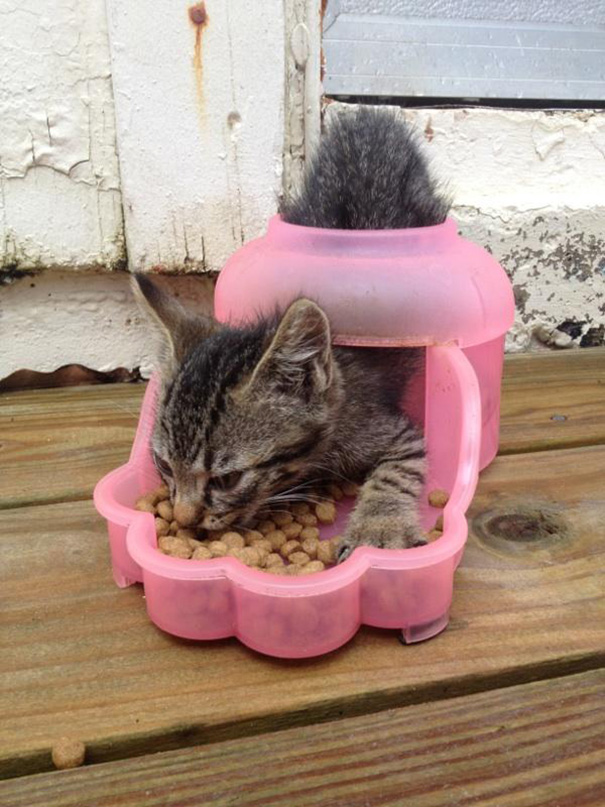 logica-gatos-divertida-2 (19)