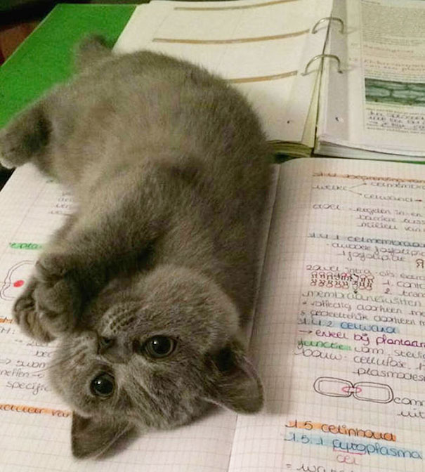 logica-gatos-divertida-2 (2)