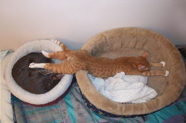 logica-gatos-divertida-2 (4)