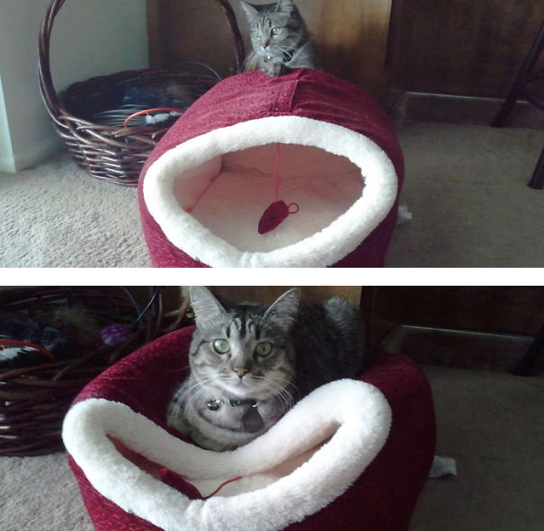 logica-gatos-divertida-2 (6)