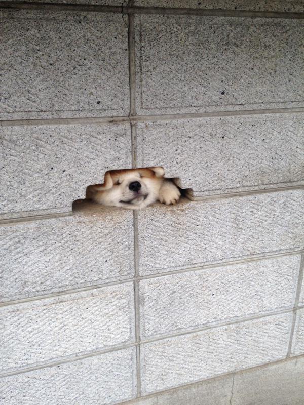 perro-akita-asomado-hola (2)
