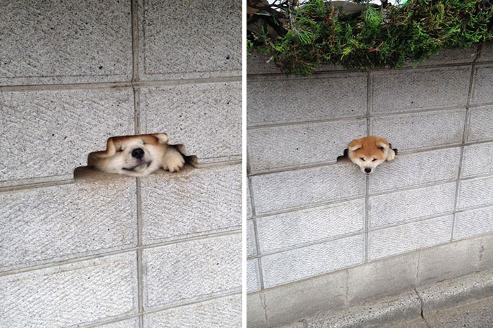 Este perro está desesperado por decir hola