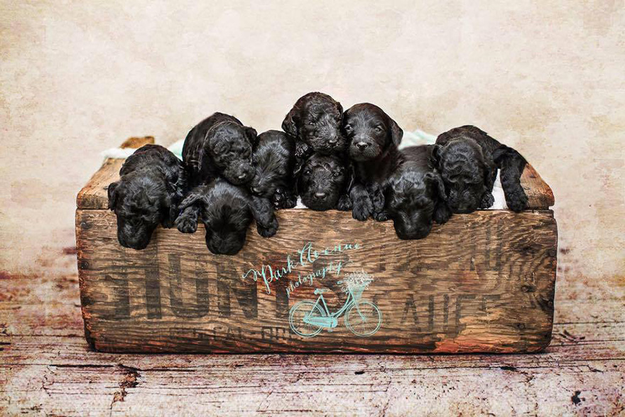 perro-delia-cachorros-duena-kami-klingbeil-bebe-mismo-tiempo (2)