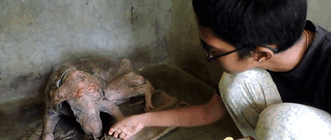 perro-enfermo-rescatado-animal-aid-unlimited (2)