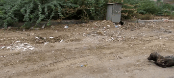 perro-enfermo-rescatado-animal-aid-unlimited (5)