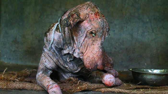 Este perro moribundo encontrado en la calle se transformó completamente en 2 meses