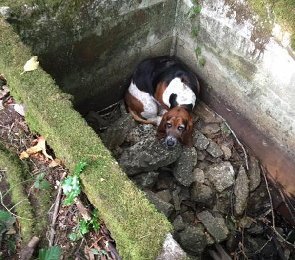 perro-monta-guardia-companera-atrapada-ayuda (2)