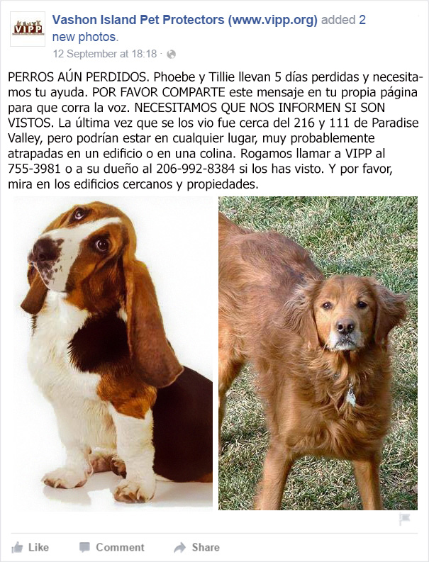 perro-monta-guardia-companera-atrapada-ayuda (3)