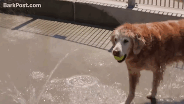 perro-rescate-11s-superviviente-16-cumpleanos-bretagne (1)