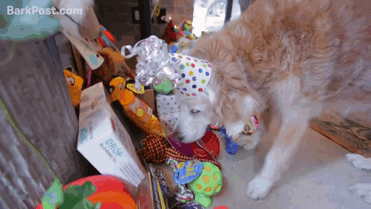 perro-rescate-11s-superviviente-16-cumpleanos-bretagne (3)